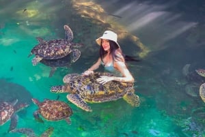 Zanzibar : île de Mnemba, baignade des tortues à la plage de Kendwa