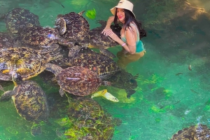 Zanzibar : île de Mnemba, baignade des tortues à la plage de Kendwa
