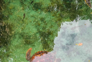 Zanzibar : île de Mnemba, baignade des tortues à la plage de Kendwa