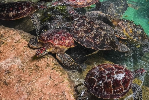 Zanzibar : île de Mnemba, baignade des tortues à la plage de Kendwa