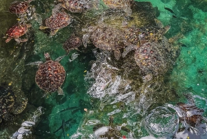 Zanzibar : île de Mnemba, baignade des tortues à la plage de Kendwa