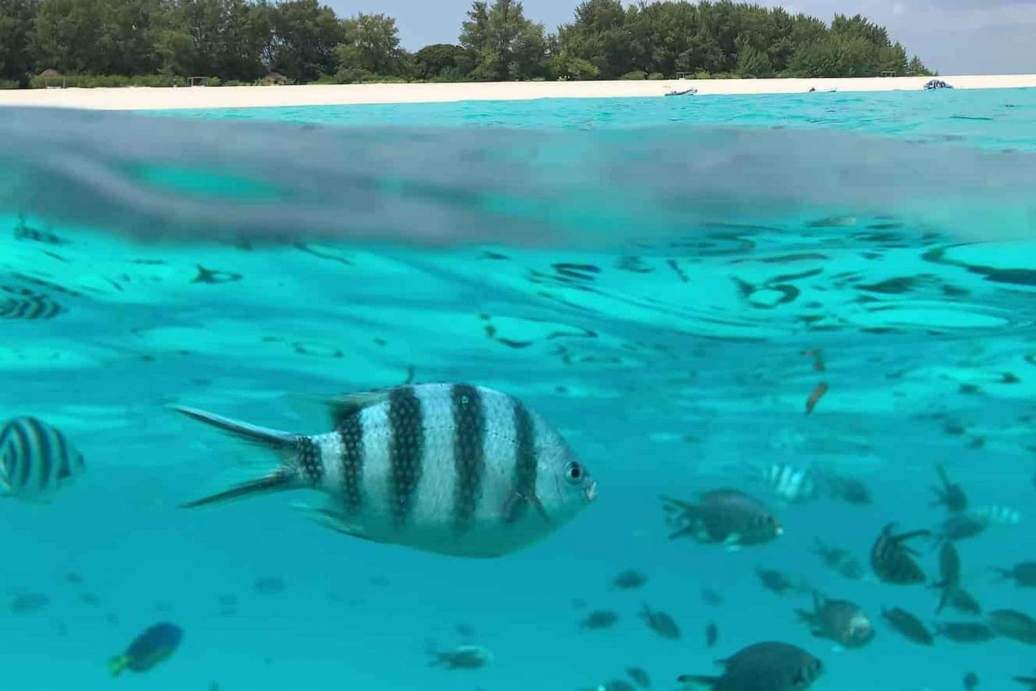 Zanzibar: Mnemba Magic snorkel &Dolphin discovery
