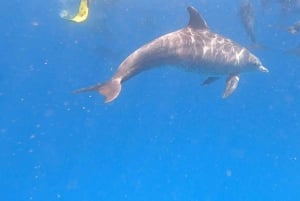 MNEMBA: Delfiner, snorkling og Nungwi Seaturtles Sanctuary