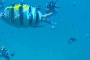 MNEMBA: Delfiner, snorkling og Nungwi Seaturtles Sanctuary