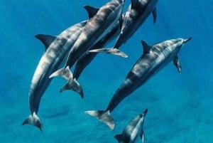 Zanzibar: Mnemba Snorkeling Dolphin & Horse Riding adventure