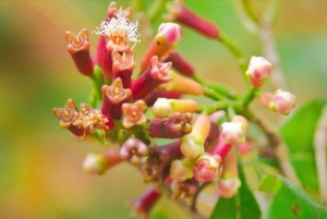 ザンジバル：ムンバ島シュノーケリング、スパイスツアー＆サラームウミガメ