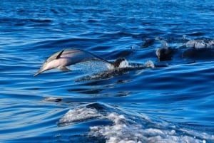 Sansibar: Affen, Salaam-Höhle, The Rock und Clear Kayak Tour