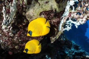 Sansibar: Affen, Salaam-Höhle, The Rock und Clear Kayak Tour