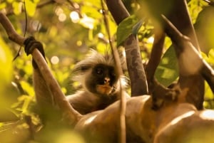 Sansibar: Affen, Salaam-Höhle, The Rock und Clear Kayak Tour