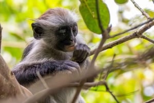 Sansibar: Affen, Salaam-Höhle, The Rock und Clear Kayak Tour
