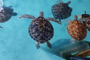 Sansibar: Affen, Salaam-Höhle, The Rock und Clear Kayak Tour