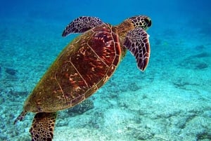 Sansibar: Affen, Salaam-Höhle, The Rock und Clear Kayak Tour