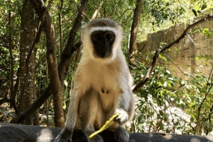 Zanzibar: guidet tur i apezoo