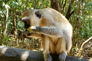 Zanzibar: guidet tur i apezoo