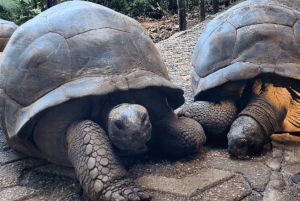 Zanzibar: guidet tur i apezoo