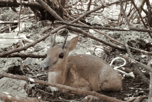 Zanzibar: guidet tur i apezoo