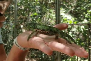 Zanzibar: guidet tur i apezoo