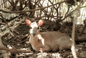Zanzibar: guidet tur i apezoo