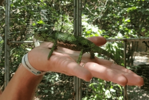 Zanzibar: guidet tur i apezoo