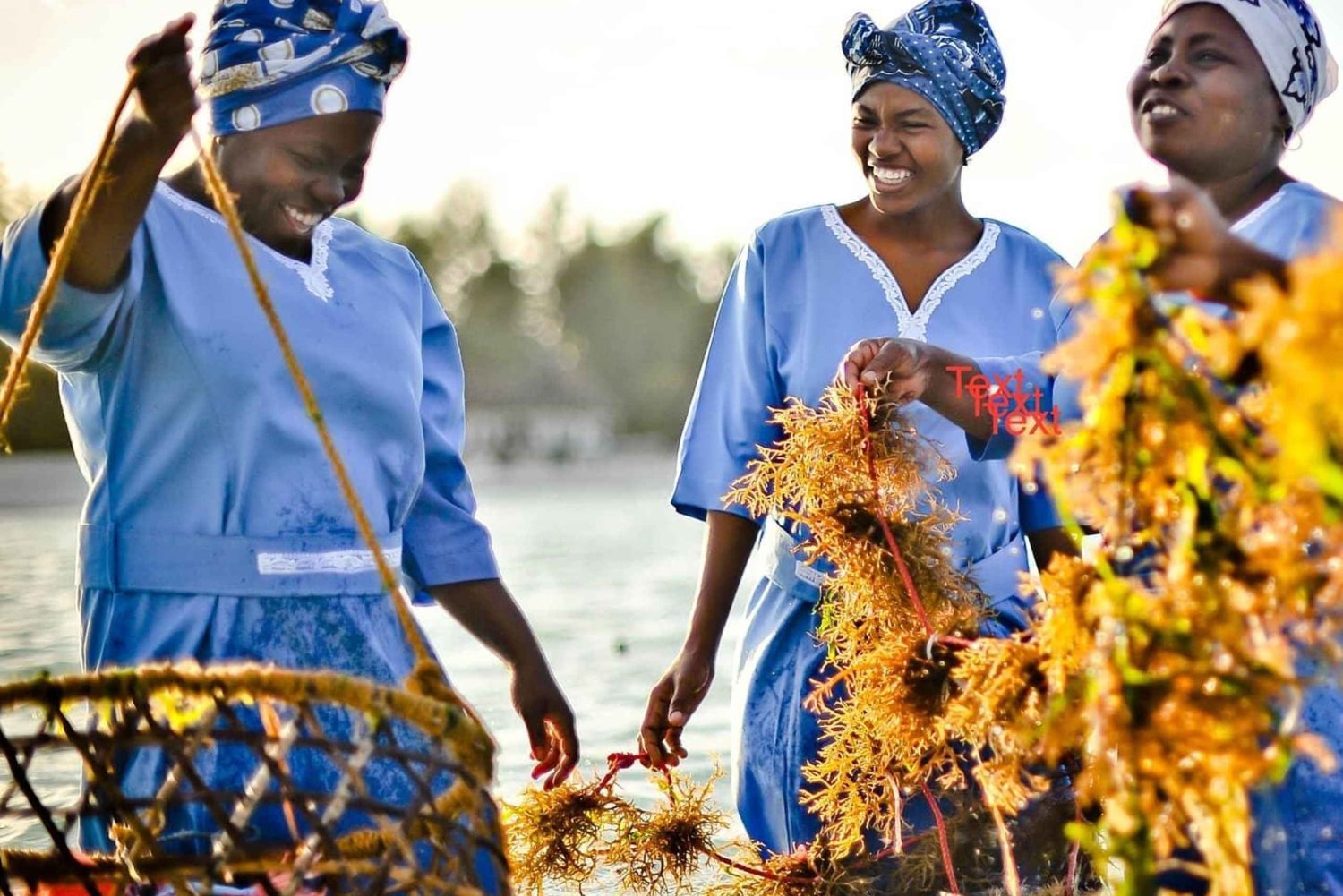 Zanzibar: Tur til Mtende Village og Seaweed Center med henting
