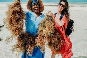 Zanzíbar: Excursión al Pueblo de Mtende y al Centro de Algas con Recogida