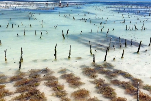 Zanzíbar: Excursión al Pueblo de Mtende y al Centro de Algas con Recogida