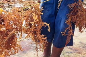 Zanzíbar: Excursión al Pueblo de Mtende y al Centro de Algas con Recogida