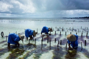 Zanzíbar: Excursión al Pueblo de Mtende y al Centro de Algas con Recogida