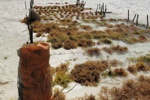 Zanzíbar: Excursión al Pueblo de Mtende y al Centro de Algas con Recogida