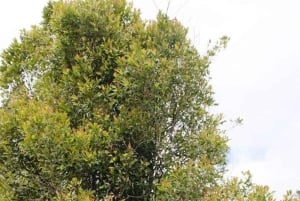 SANSIBAR: Gefängnisinsel und Nakupenda-Sandbank mit Mittagessen