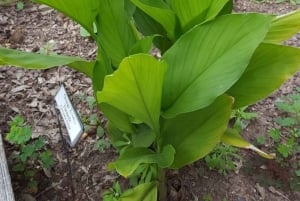 SANSIBAR: Gefängnisinsel und Nakupenda-Sandbank mit Mittagessen