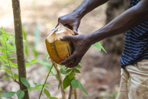 Zanzíbar: Excursión a la cueva de Salaam para nadar con tortugas