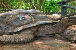 Zanzibar: Stone Town, krydderifarm og fængselsø-eventyr