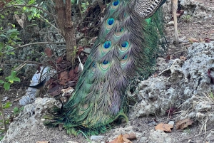Sansibar: Ausflug zur Nakupenda-Sandbank und Prison Island mit Mittagessen