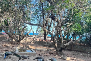 Sansibar: Ausflug zur Nakupenda-Sandbank und Prison Island mit Mittagessen