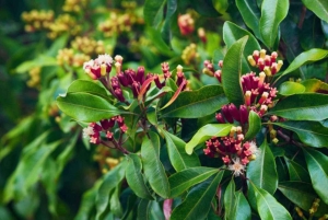 Zanzibar: Banco de areia Nakupenda, fazenda de especiarias e floresta Jozani