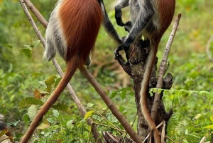 Zanzibar: Banco de areia Nakupenda, fazenda de especiarias e floresta Jozani