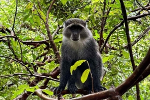 Zanzibar: Banco de areia Nakupenda, fazenda de especiarias e floresta Jozani