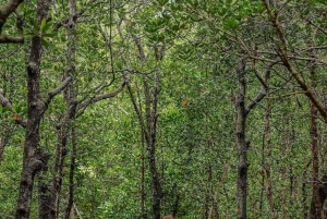 Zanzibar: Banco de areia Nakupenda, fazenda de especiarias e floresta Jozani