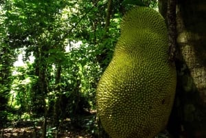 Zanzibar: Nakupenda Sandbank og krydderfarm med lunsj