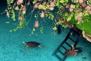 Zanzibar Nature Combo: Salaam Cave Swim & Jozani Forest Tour