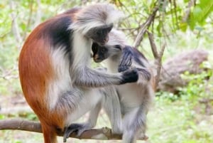 Zanzibar Nature Combo: Salaam Cave Swim & Jozani Forest Tour