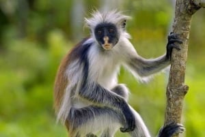Zanzibar Nature Combo: Salaam Cave Swim & Jozani Forest Tour