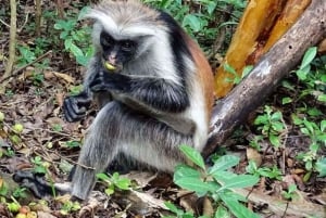 Combo Natureza de Zanzibar: Natação na Caverna Salaam e Excursão à Floresta Jozani