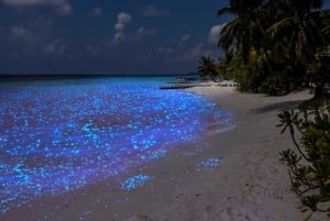 Zanzibar: nocna kąpiel ze świecącym planktonem