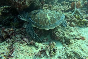 Zanzibar: Nkupenda Island Snorkeling with Lunch