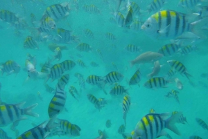 Zanzibar: Nkupenda Island Snorkeling with Lunch