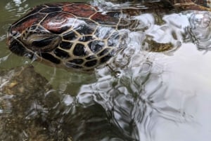 Zanzibar: North Coast and Turtle Sanctuary Tour