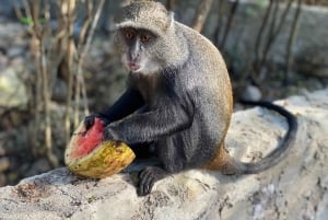Zanzibar: Nungwi Kilosa Conservation Zoo half day tour