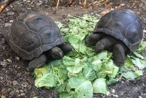 Zanzibar: Nungwi Kilosa Conservation Zoo half day tour